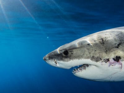 A The Largest Great White Shark Ever Recorded