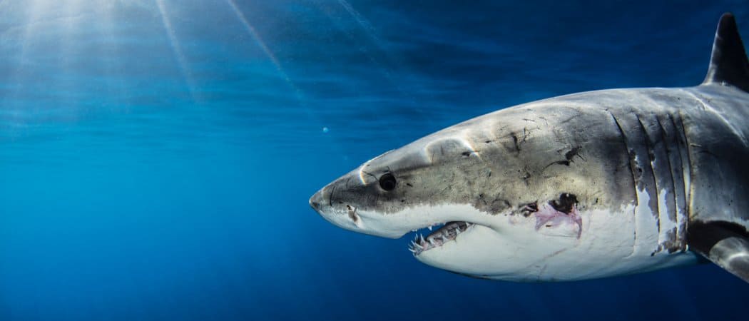 largest great white shark ever recorded