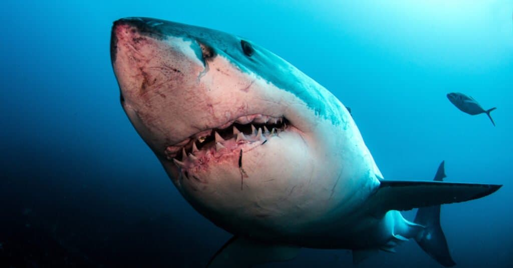 great white shark showing teeth