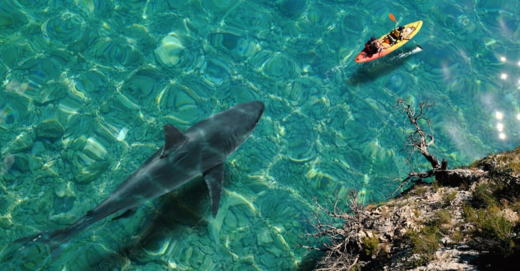 Great white shark behind kayak