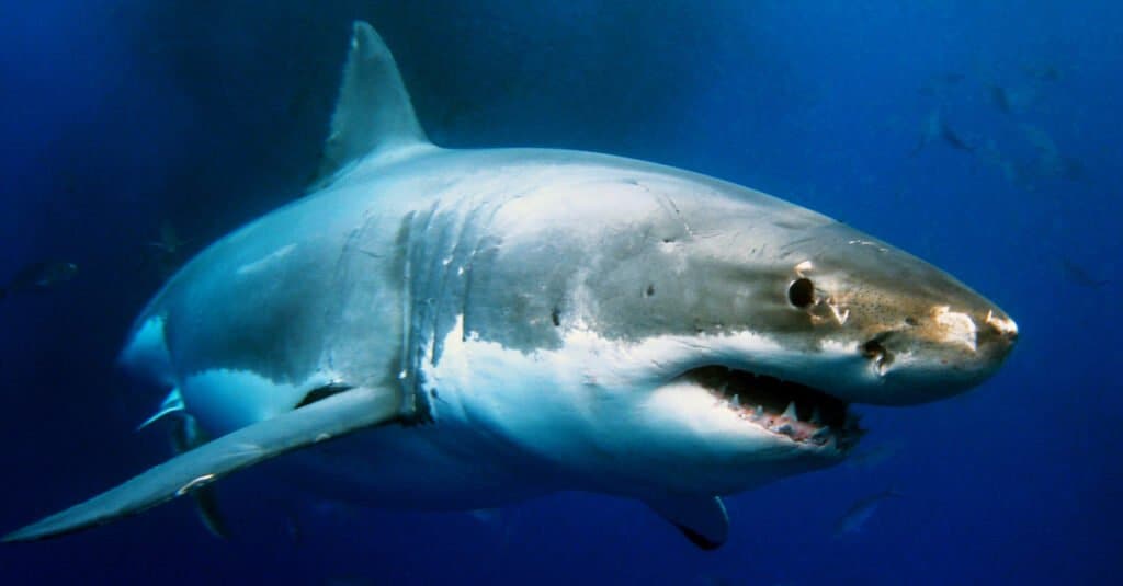 Great White Shark Swimming