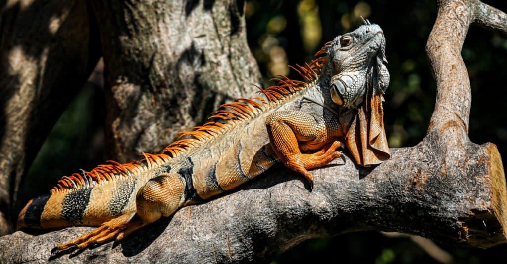 Do Iguanas Change Color Like Chameleons? - ReptileStartUp.com