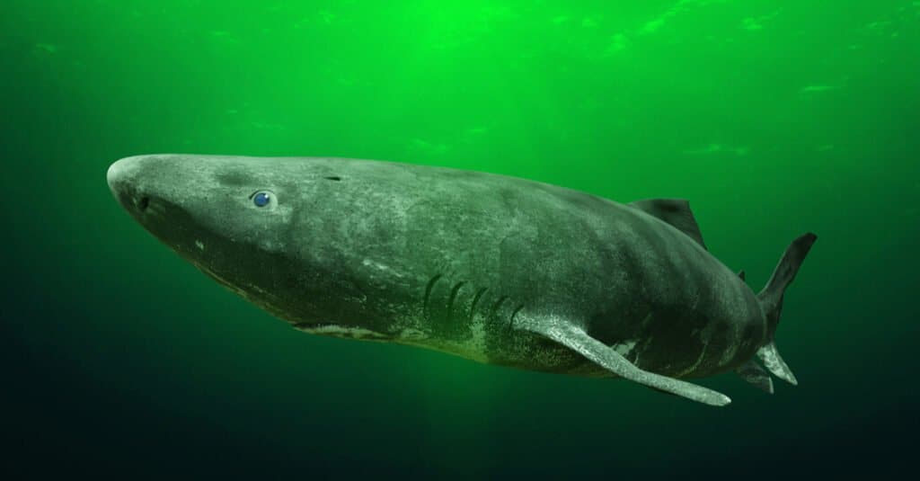 ฉลามกรีนแลนด์ที่เก่าแก่ที่สุดในโลก
