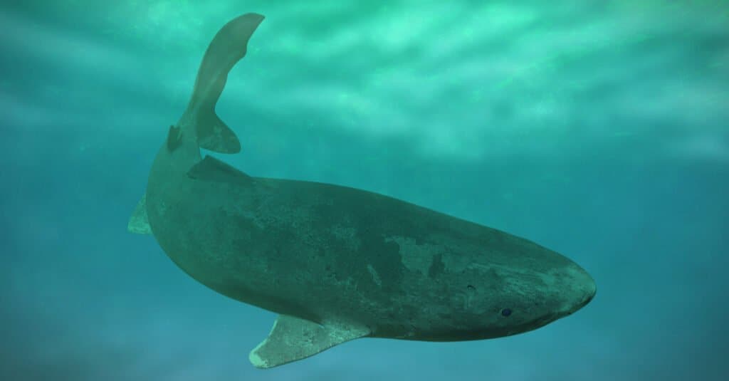 The World's Oldest Greenland Shark