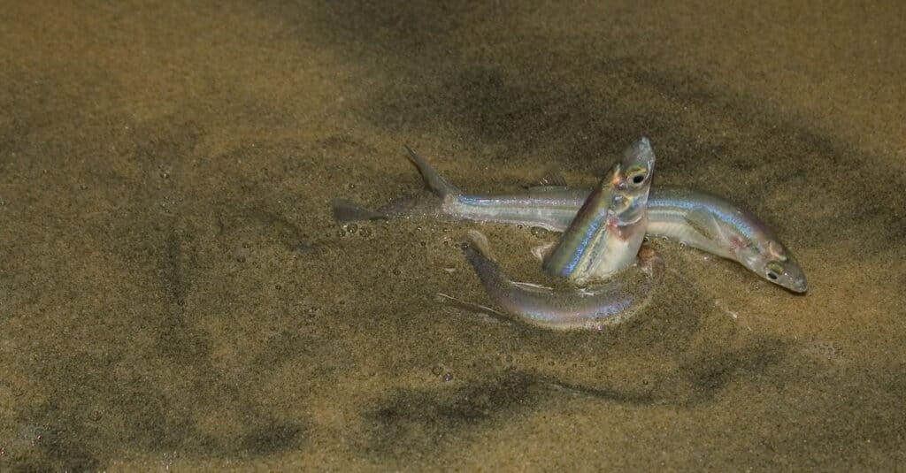 Grunion Run - mating