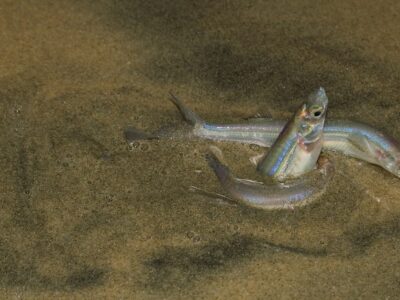 Grunion Picture