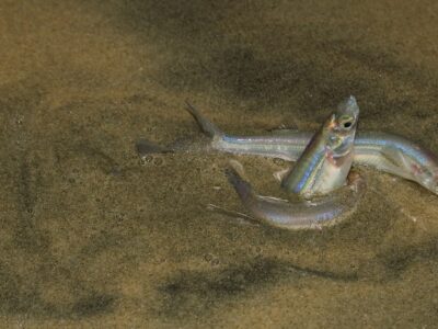 A Grunion