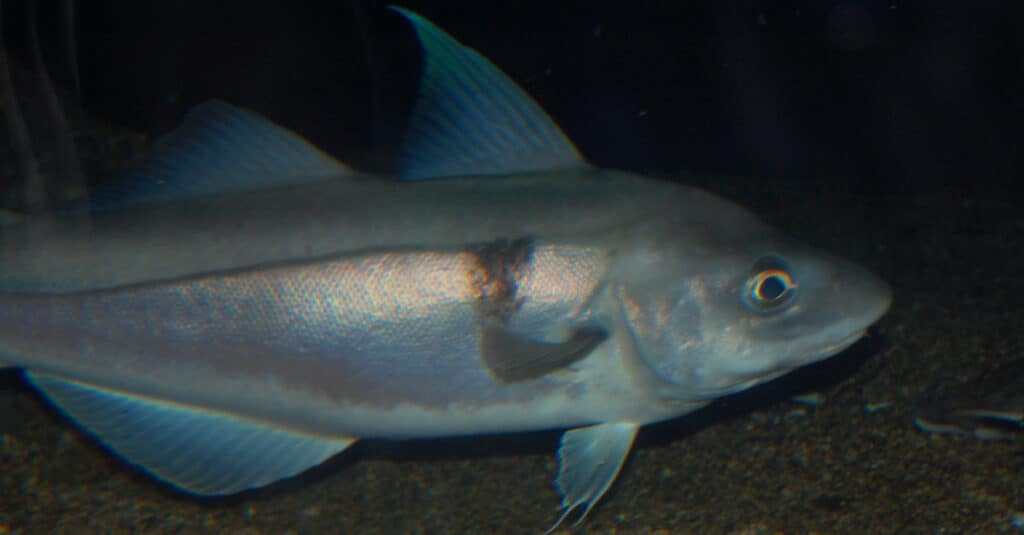 Haddock Swimming