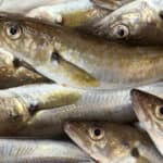 Haddock