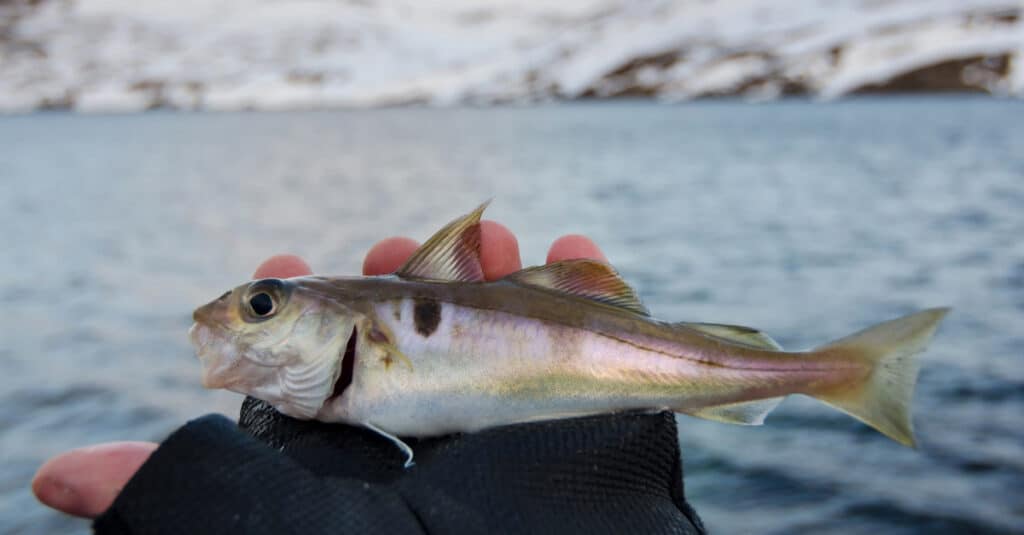 Just-caught Haddock in someone's hand