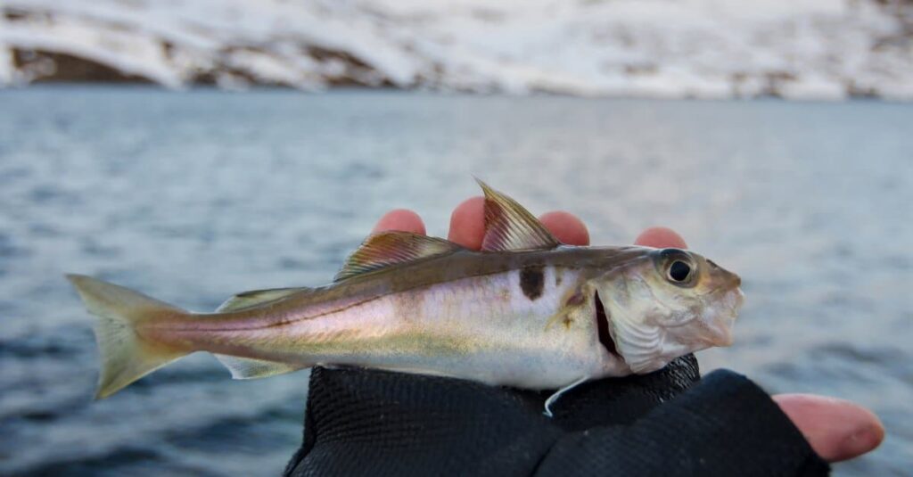 Just-caught Haddock in someone's hand