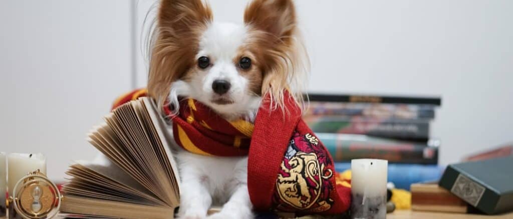 Harry Potter Dog Costumes