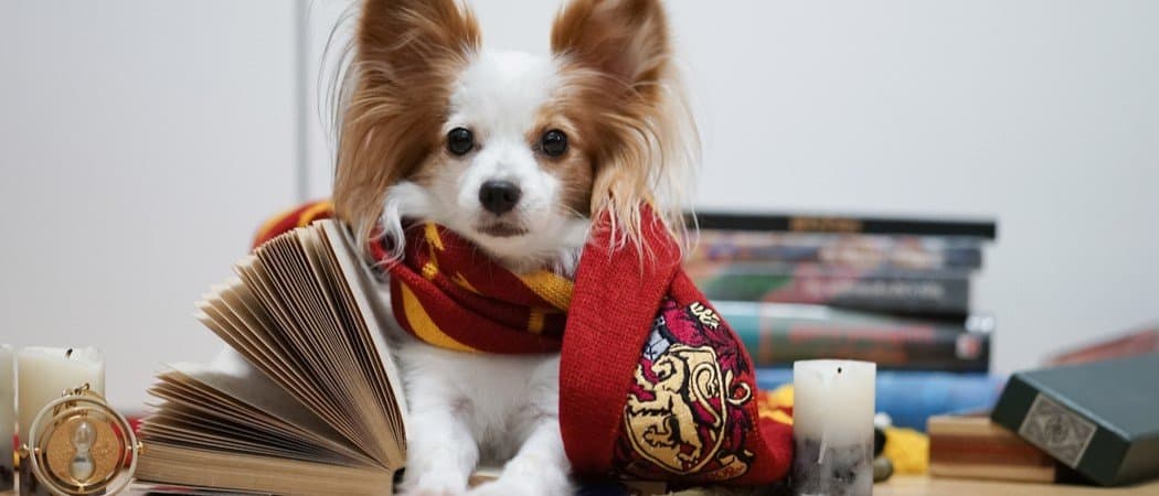 The Best Harry Potter Dog Costumes - AZ Animals