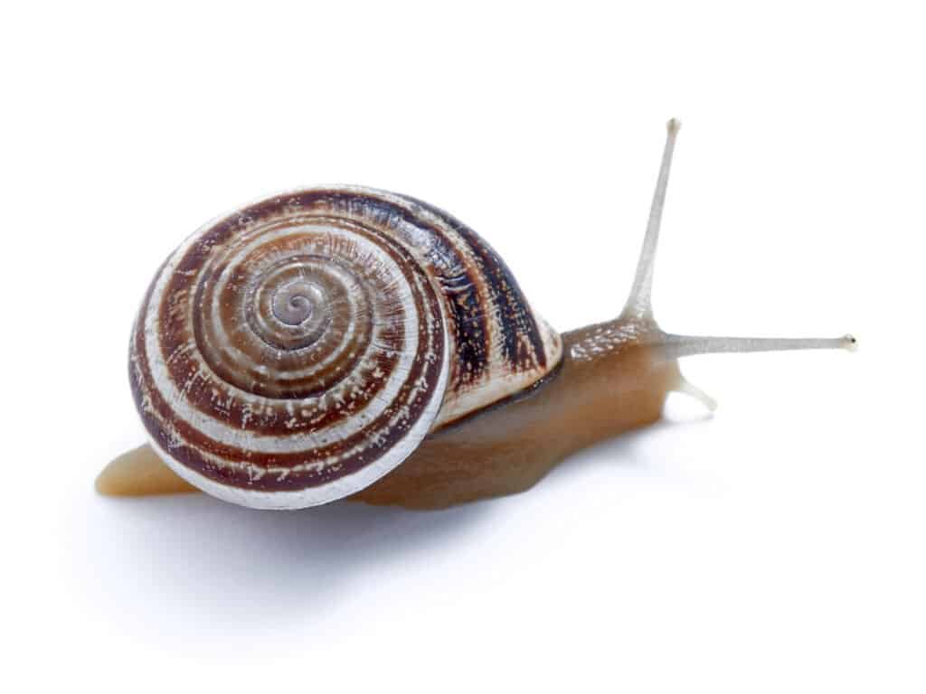 Mediterranean green snail 