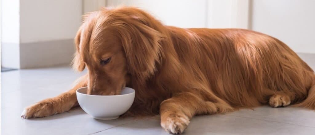 High-Calorie Dog Food