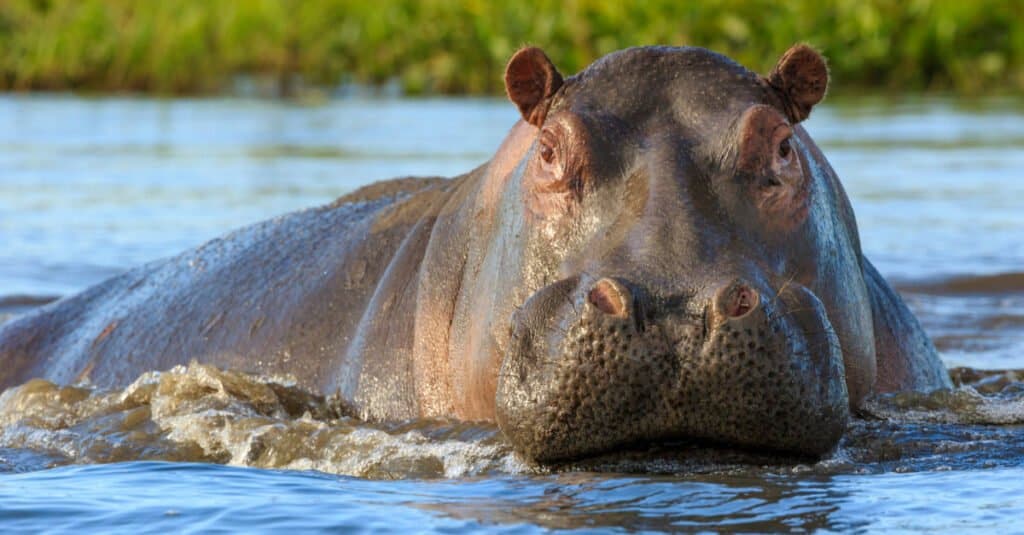 Sweaty animal - hippopotamus