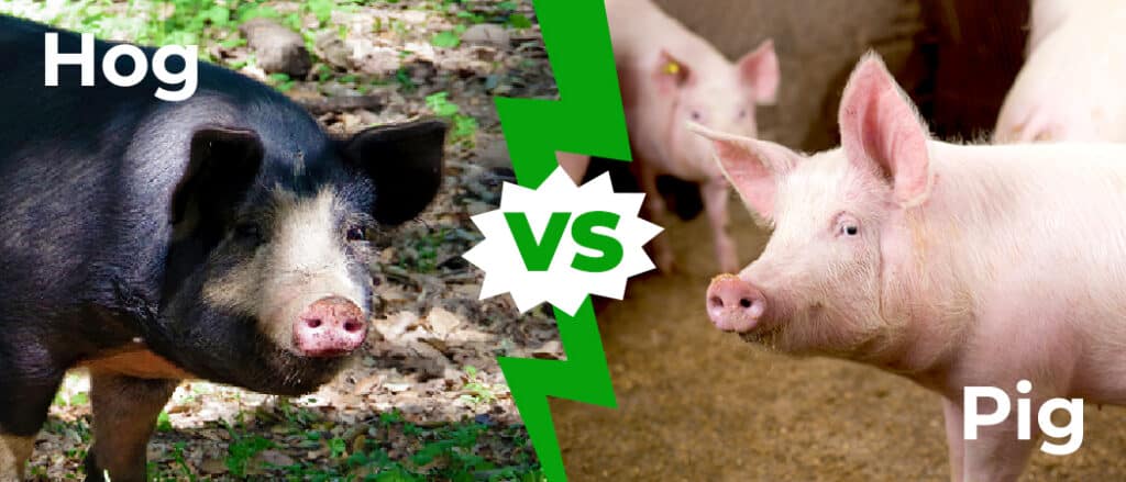 Hog vs Pig