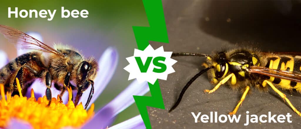 Honey Bee vs Yellow Jacket