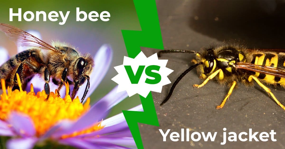 Wasp Vs Bee Vs Hornet Vs Yellow Jacket