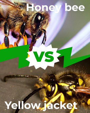 Honey Bee vs Yellow Jacket