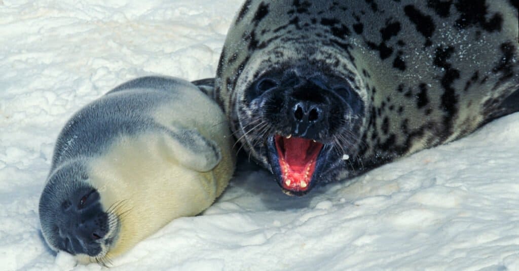 Hooded seal - mother and pup