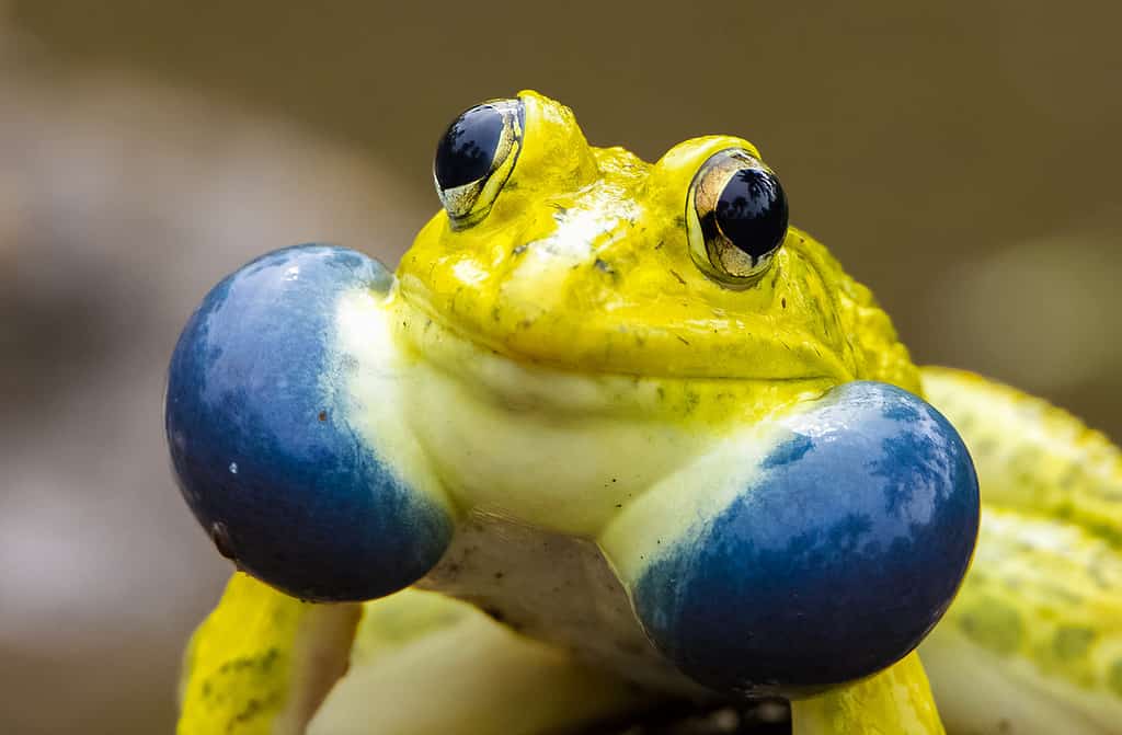 World's biggest frogs are so strong they move heavy rocks to build their  own ponds