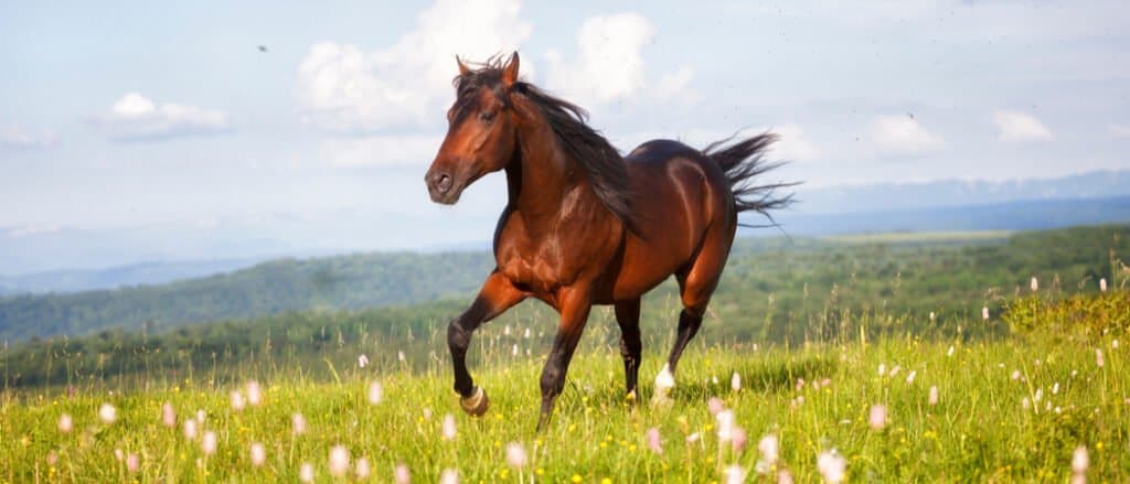 The cost of owning and caring for a horse can vary greatly, depending on various factors.