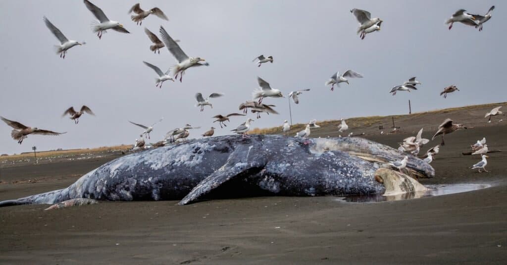 How Do Whales Die : Beaching