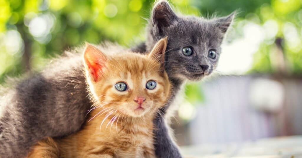 two kittens, one orange, one gray