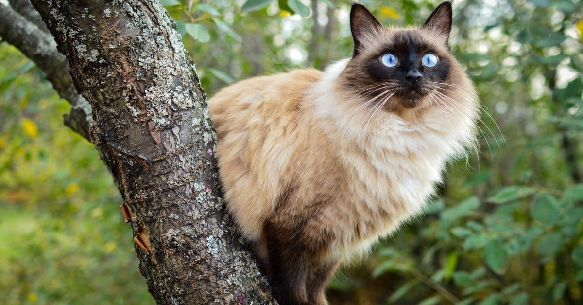 Balinese Cat Prices in 2024: Purchase Cost, Vet Bills, and Other Costs ...