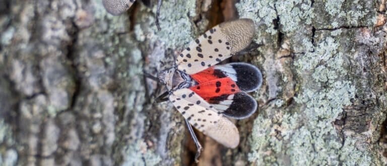 How to Build a Spotted Lanternfly Trap