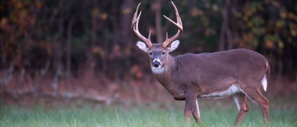 Whitetail deer