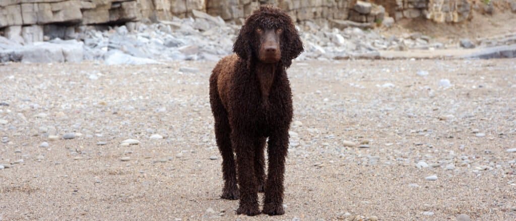 Irish water spaniel