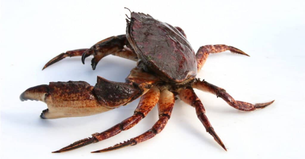 Isolated Red Rock Crab