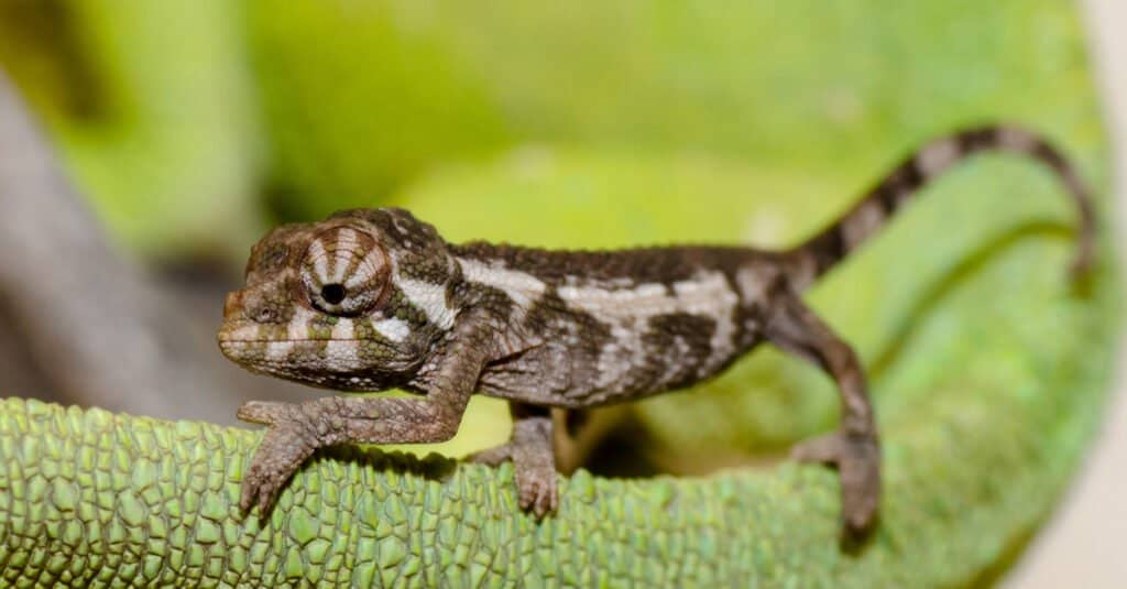 How long do chameleons live?