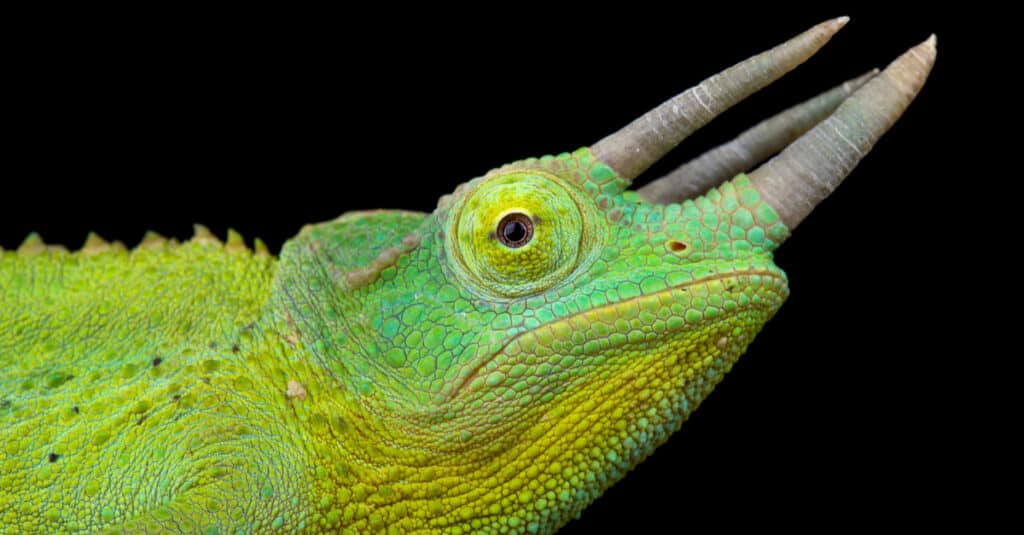 Jackson's Chameleon Close-Up