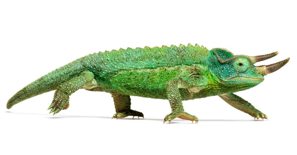 Jackson's Chameleon- Isolated