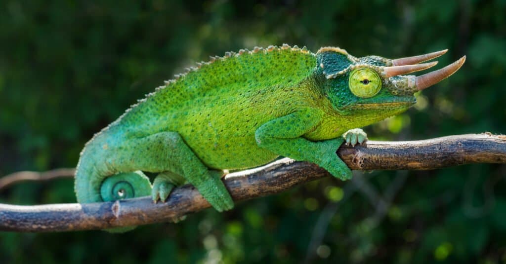 Jackson's Chameleon on a Tree Branch