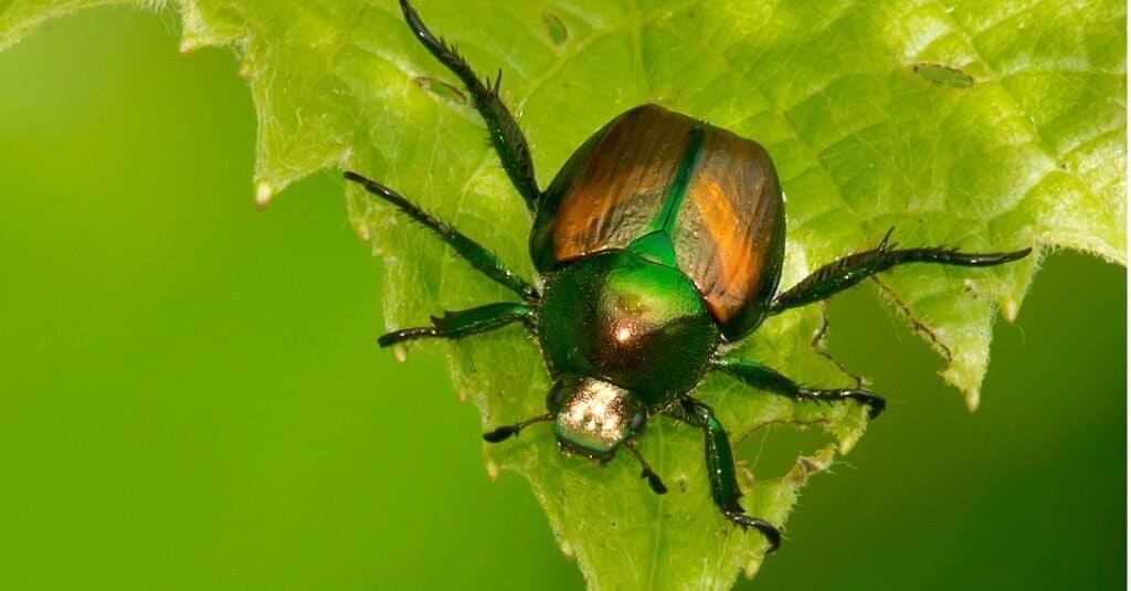 Japanese beetle on a green leaf.