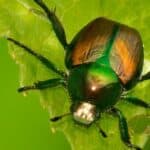 Japanese beetle