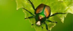 Japanese beetle on leaf