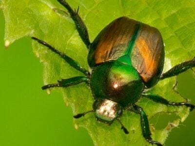A Japanese Beetle