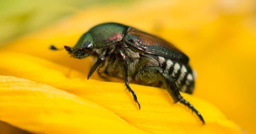 A Japanese beetle (Popillia japonica) on the petals of a sunflower. These insects are a major pest of gardens and lawns.