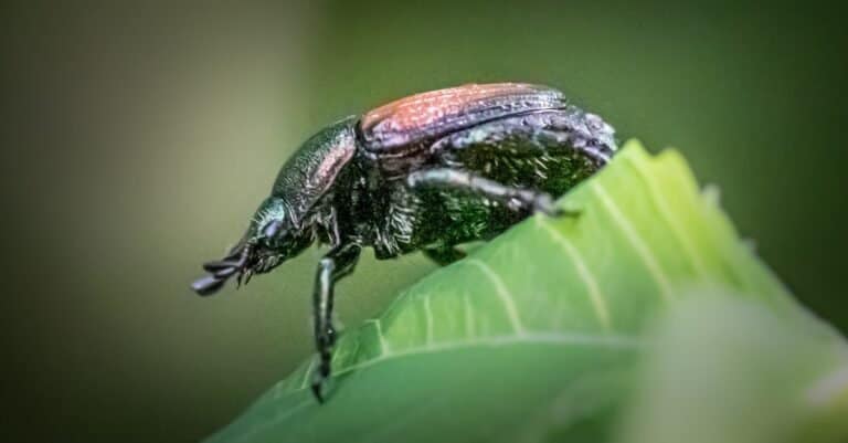Close up of a Japanese Beetle in nature against a blurred green background