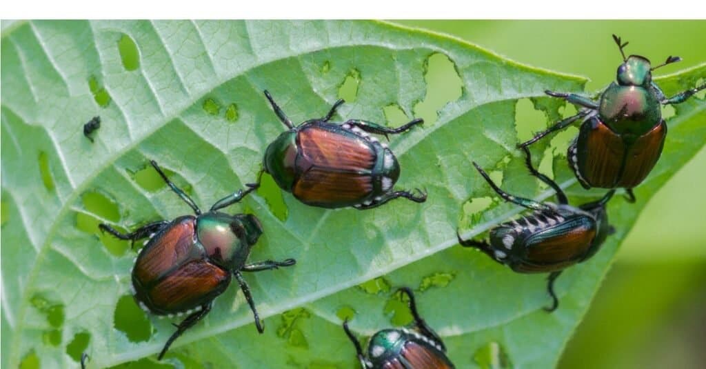 How to Get Rid of Japanese Beetles - IMP WORLD