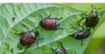 Invasive Japanese beetles eating string bean leaves in a garden.