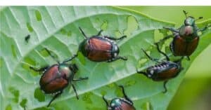 How to Get Rid of Japanese Beetles Picture