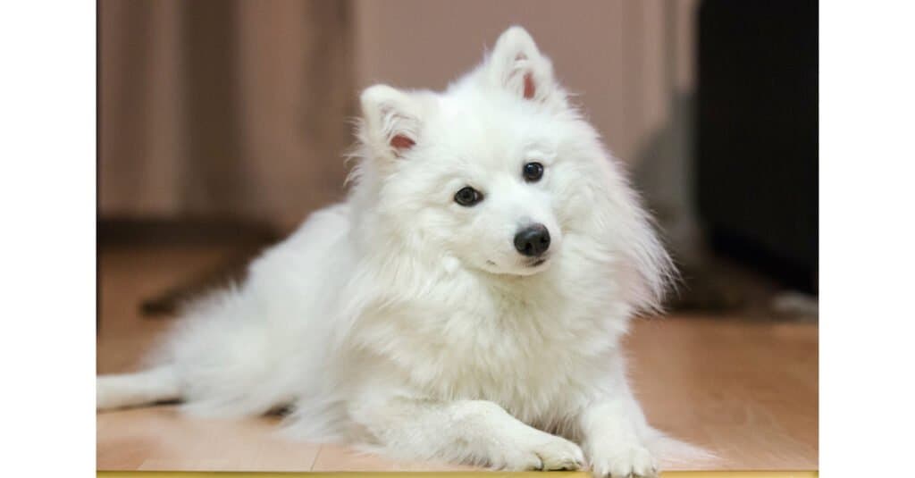 Japanese spitz- close up