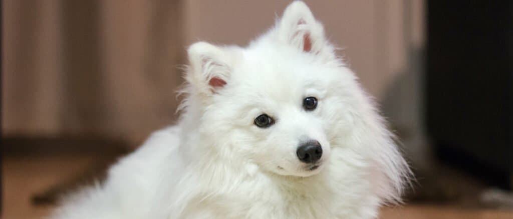 Japanese spitz