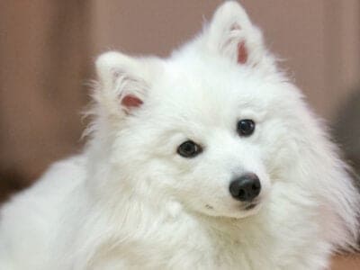 Japanese Spitz Picture